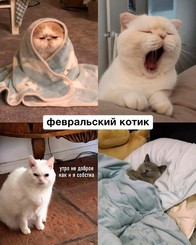 Российский астролог рассказал, какой вы… котик по месяцу рождения
Ищем себя, кидаем друзьям