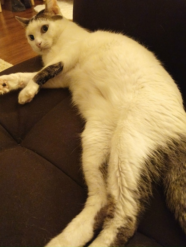 Мои сыны: брюнет Шекель 1 год, блондин Хаим 11 лет.
Днем к...