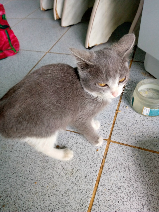 Отдам в добрые руки котенка. Подкинули, никто не призна...