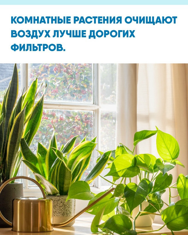 – Учёные выяснили: зелёные растения способны убирать ?...