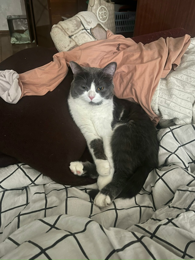 Мой поросеночек по кличке Сёмский