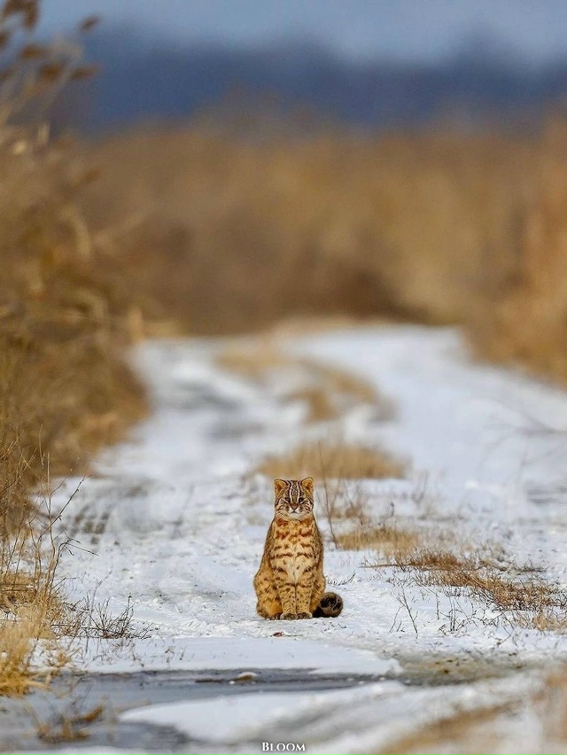 Идешь такой по дороге, идешь... и вдруг на своем пути вст...