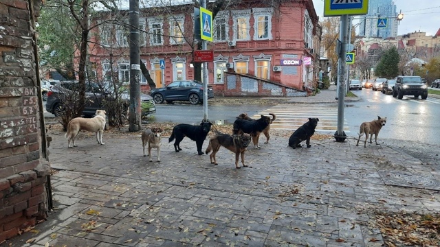 Самарцы жалуются на скопление опасных собак на пересе?...