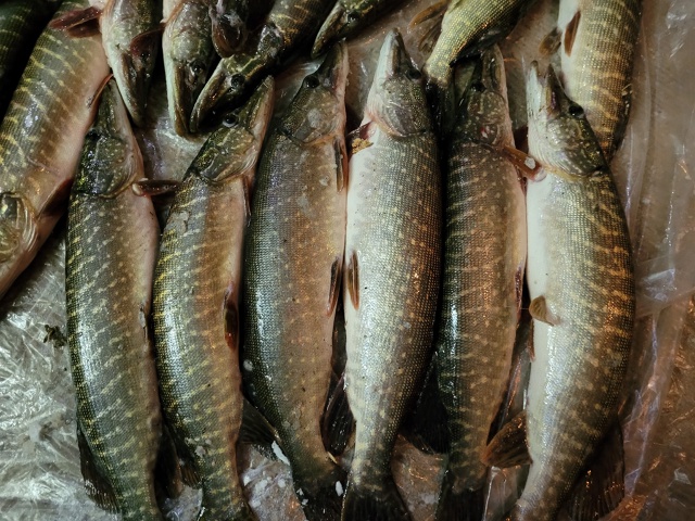 Щука 1кг-250р
89058161422