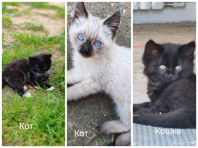 Отдам котят в добрые, заботливые руки. Котятам 2 месяца....