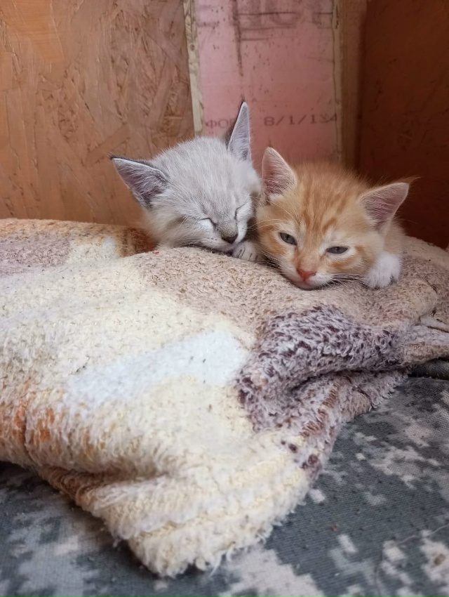 Отдам котят (возраст месяц) в добрые руки в Можайске. Ма...