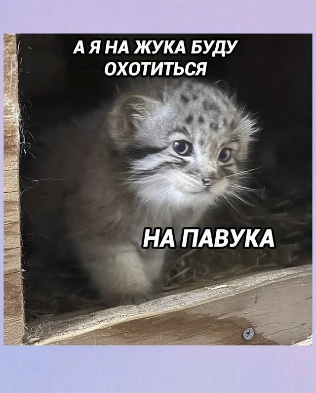 Вот так выглядят самые грозные охотники на жуков и пав?...