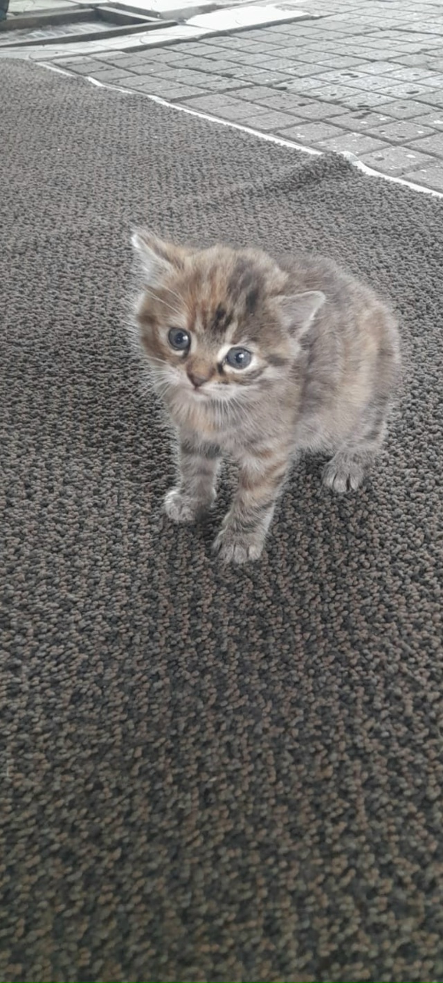 Кошечка ищет себе заботливую семью 🏡ей приблизительн...