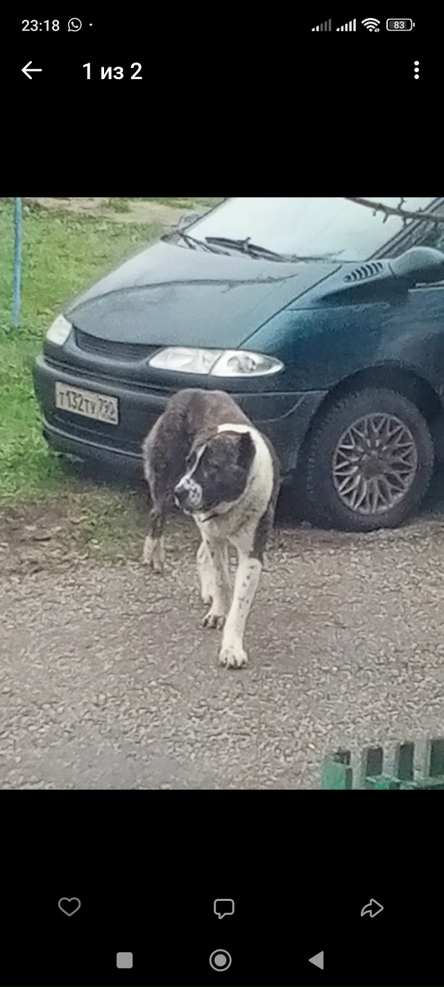 В Губино около недели бегает Алабай.
Может кто ищет?