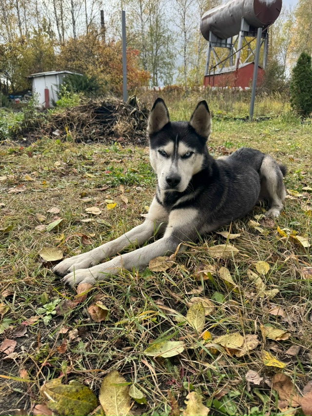 Вот такой красавчик пришел на дачу в чистых прудах. До ?...