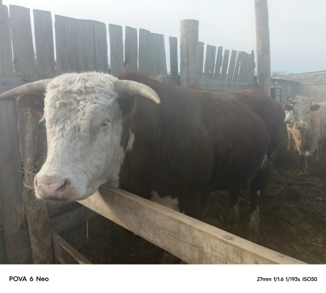 Продам быка на племяного
Т. 79878894226