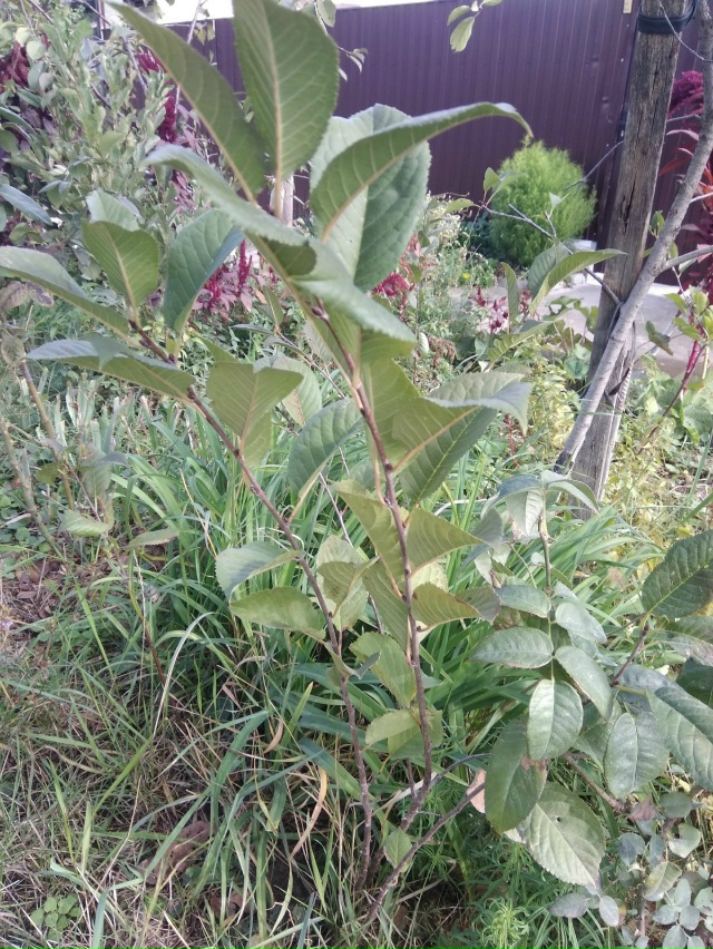 К вопросу озеленения города. Отдаю маленькие ДУБОЧКИ (?...