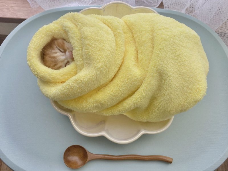 🥰 В Японии есть необычный обычай: если вы спасли котёнка, его укладывают «спать» в постель из омлета