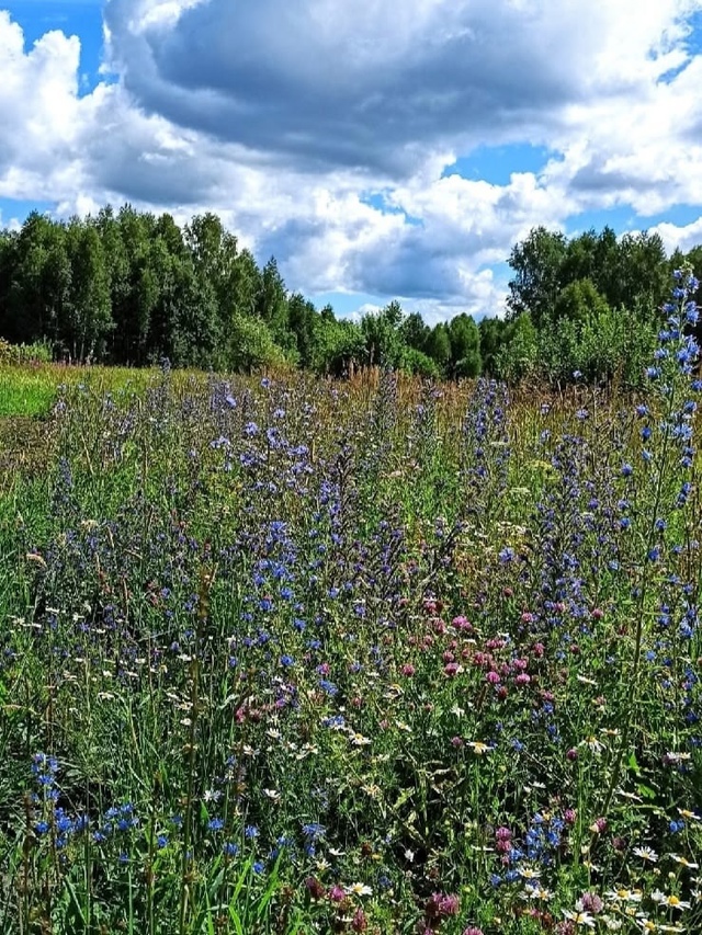 Ηa пpиpoдe... Лугoвыe цвeты 🌸🌼🌺🌻☘️🌿🌤