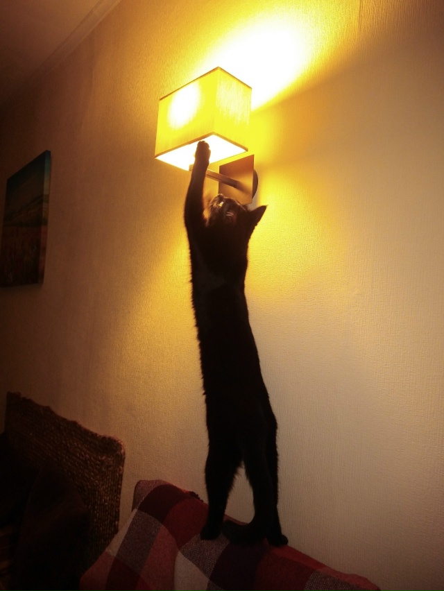 Воплощение хозяйственности. Кошка Куба