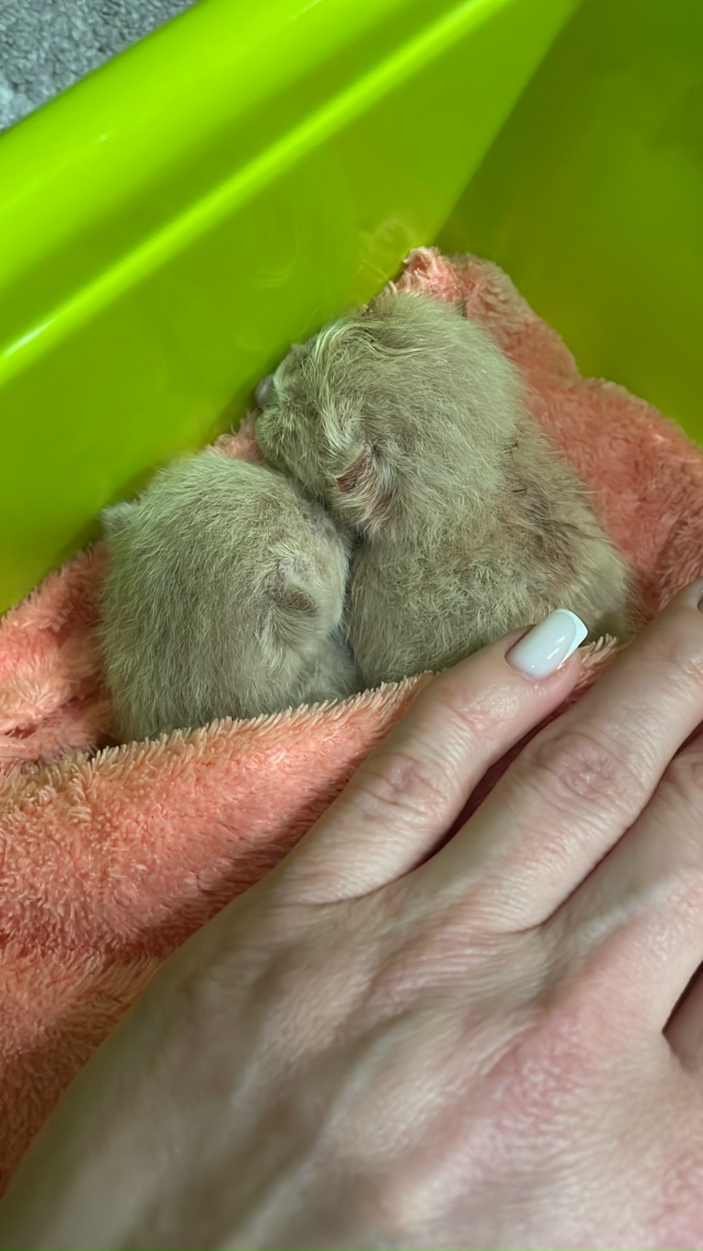 Нашли котят. У Кого есть кормящая кошка? Они малышы.