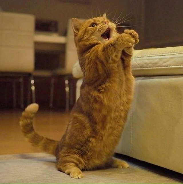 Этот кот заслуживает Оскар!)