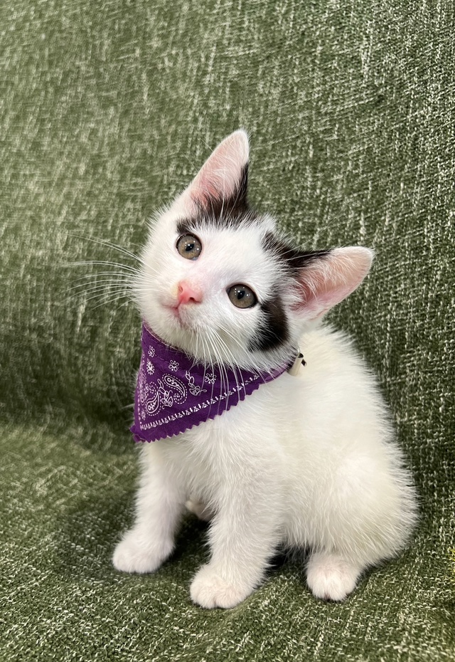 Котёнок мальчик 1,5 месяца ищет дом😌
Приучен к лотку, о?...