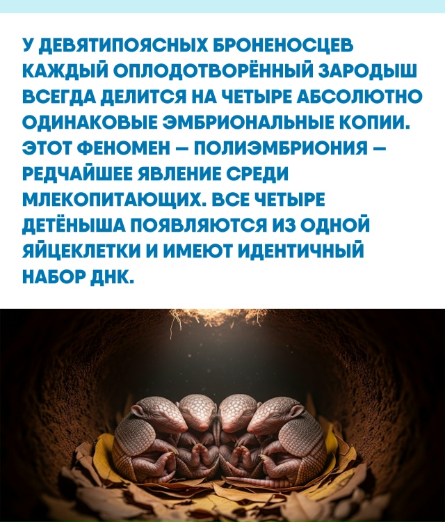 В мире природы есть странности, которые подчиняются ст...