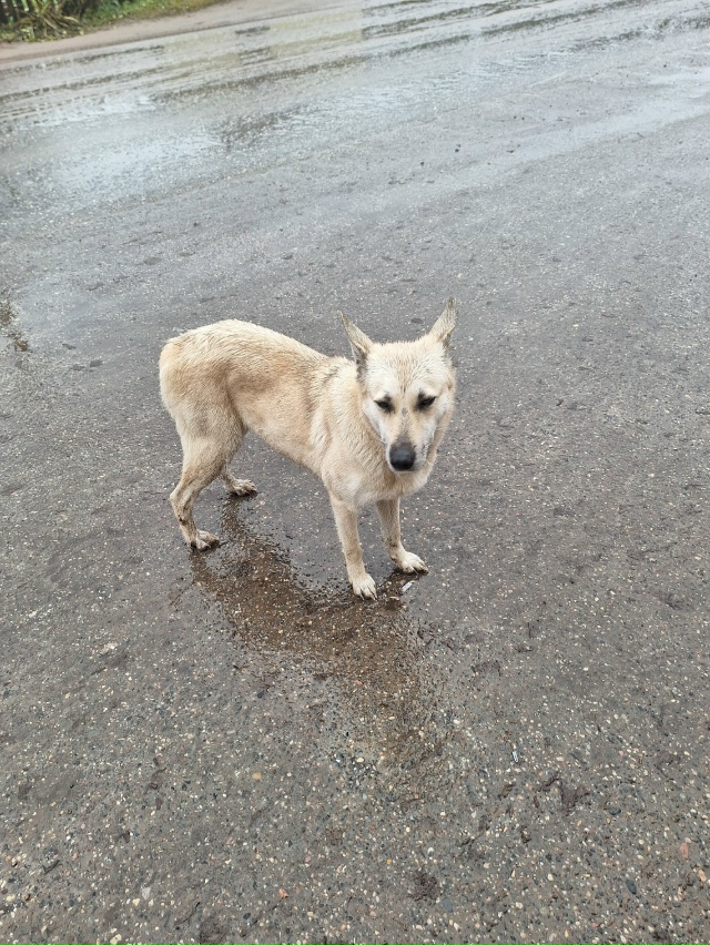 Чья девчуля? Молодая, голодная, третий день находится у...