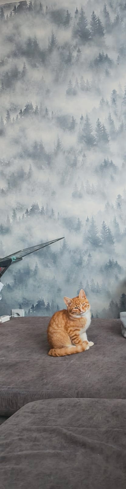 Помогите пожалуйста пристроить котенка примерно 4 мес....