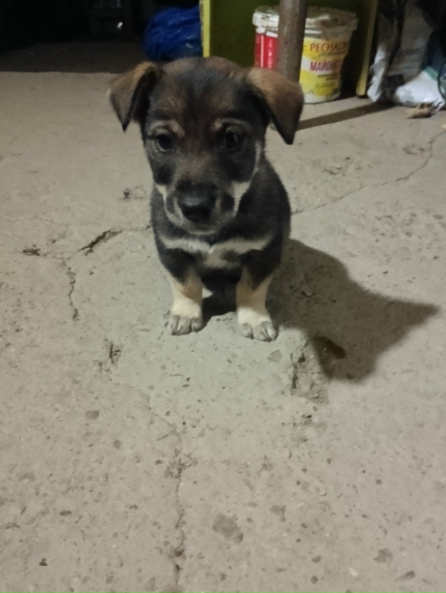 Подкинули щенка, кобель. Чистенький, видно только от ма...