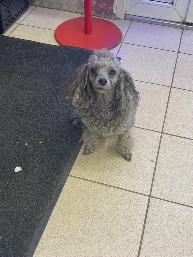 чья собака?
оставили на бебеля в дикси, сидит ждет хозя...