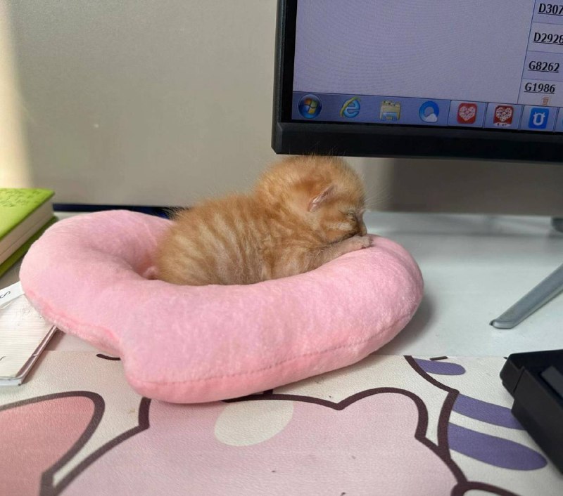 Рабкотаем изо всех сил