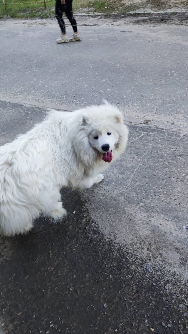 Здравствуйте. Вот такой красавец бегает по ул Лизы Чай?...