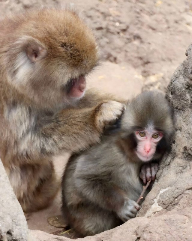 Познакомьтесь с Панчем — это макака из японского зоопарка с очень тяжёлой судьбой От него отказалас