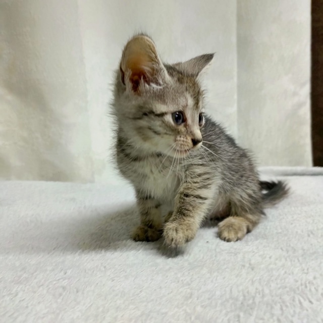 Кошечка в добрые руки, родилась 5 мая, кушает все, к лотк...