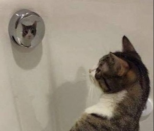 Мой кот в удивлении😂