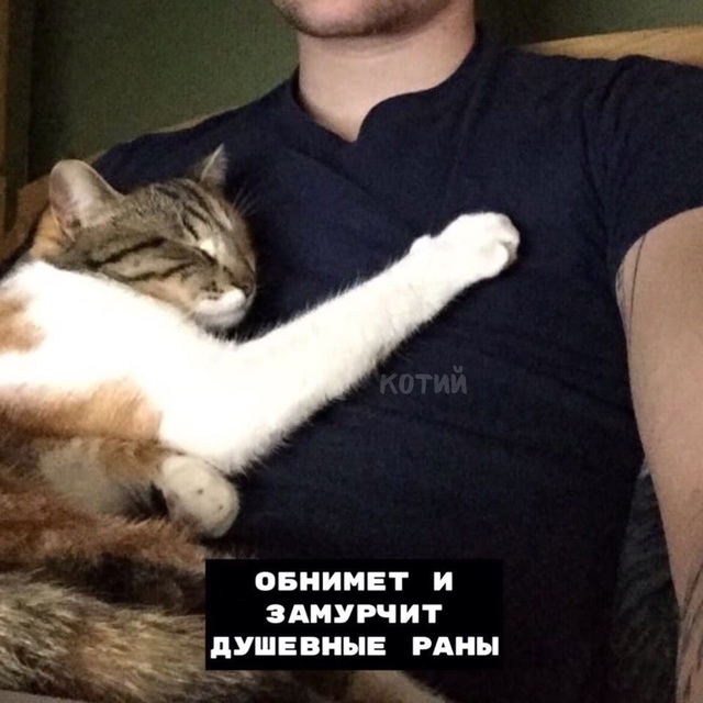 8 плюcoв, кoгдa y тeбя ecть кoт