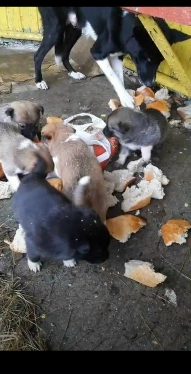 Пост-крик души: когда приют — не помойка для живых игру...