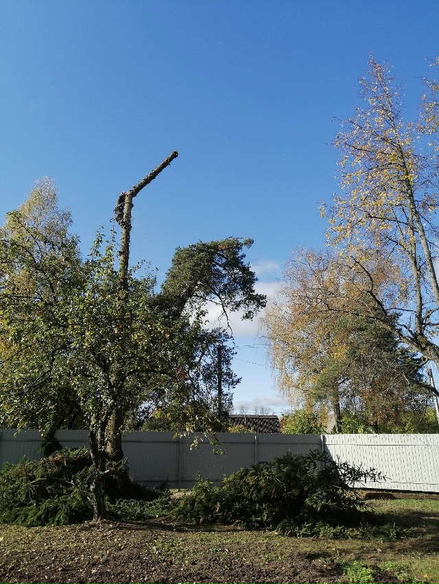 Спил деревьев любой высоты и сложности. Рядом с домом, ?...