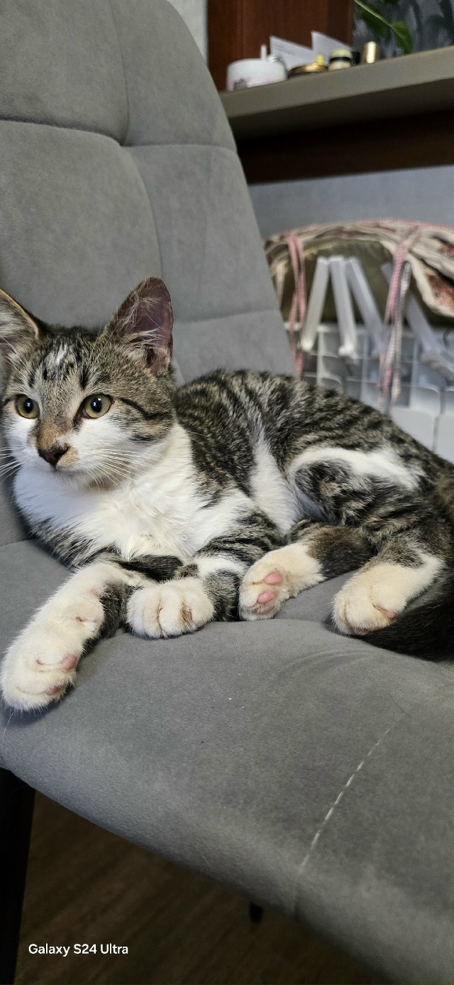 Всем здравствуйте! Прошу помочь в поиске кота.
История ...