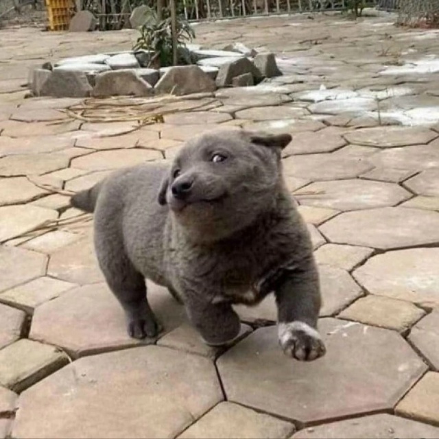 — Это у вас собака или медвежонок?
— Да.