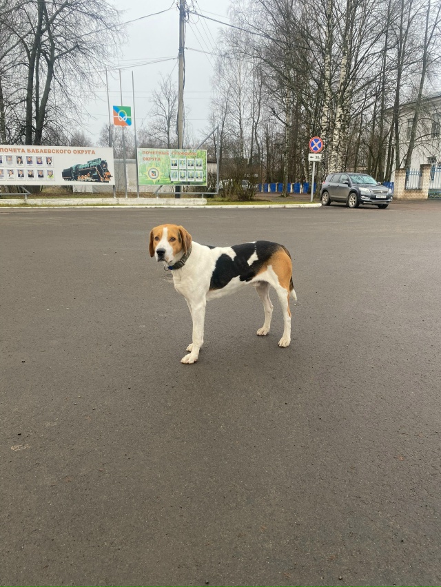 Чья собачка на Площади Революции, собака ухоженная, оч?...