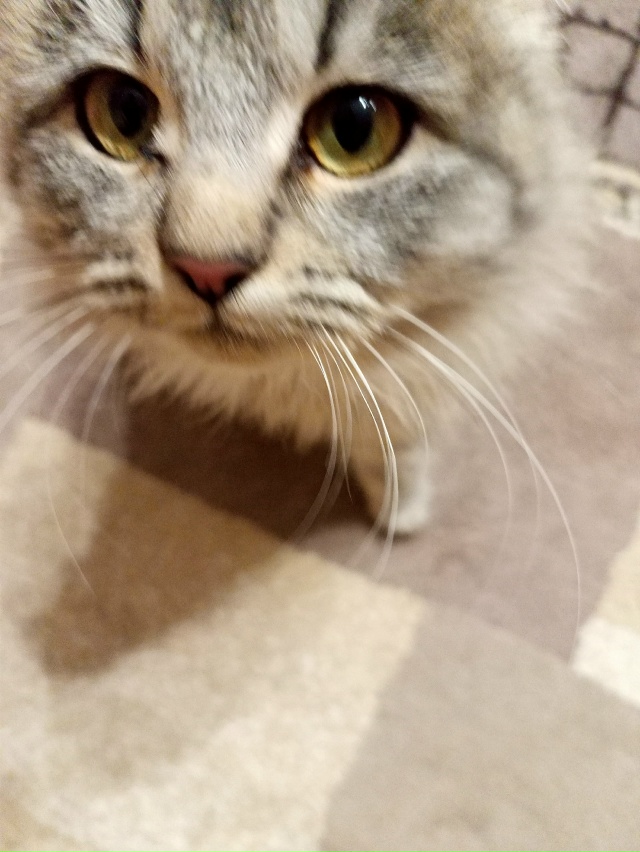 Найден серый , пушистый котёнок в районе улицы Дачная
( ...