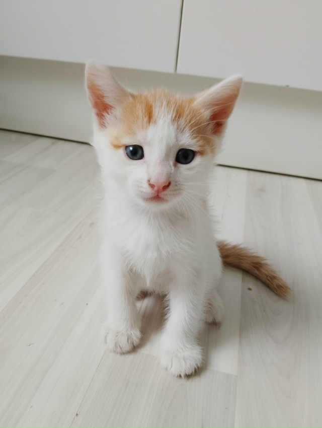 Срочно отдадим котят в хорошие руки, ласковые, игривые,...