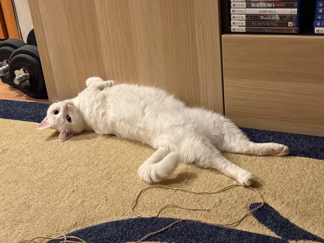 Чё-каво
#КошкаСветлана