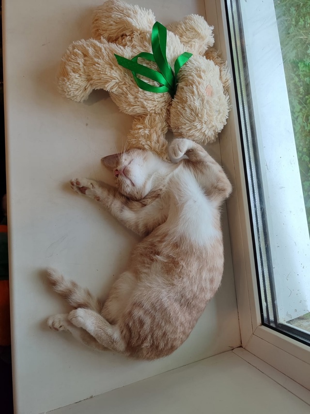 Домашний, ручной котенок, нашли несколько дней назад н?...