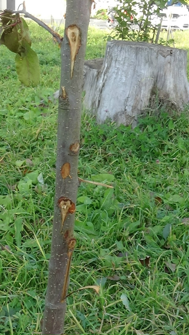 В яблоневом саду на Чайковского вандальные дебилоиды ?...