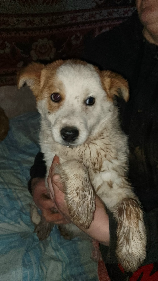 🆘🆘🆘🆘🆘🆘На помойку выкинули щенков.Выловили двух ...