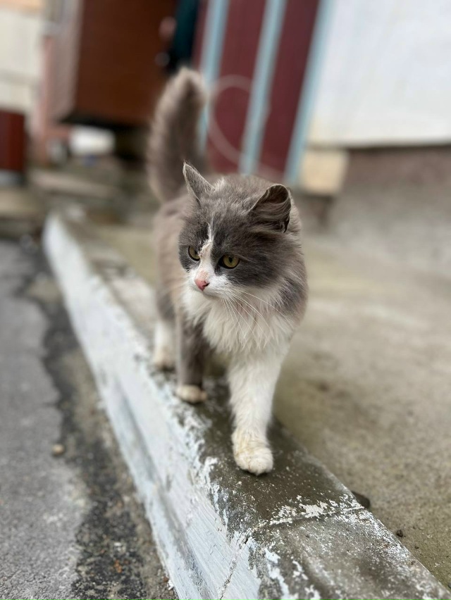 ‼️Чья потеряшка? Черемушки 51-54 дом. В розовом ошейнике...