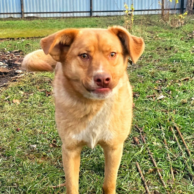 Здравствуйте!
️ПОТЕРЯЛИСЬ собаки вчера.
В районе ул. В?...