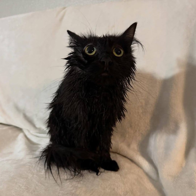 Кто-то за ето ответит….