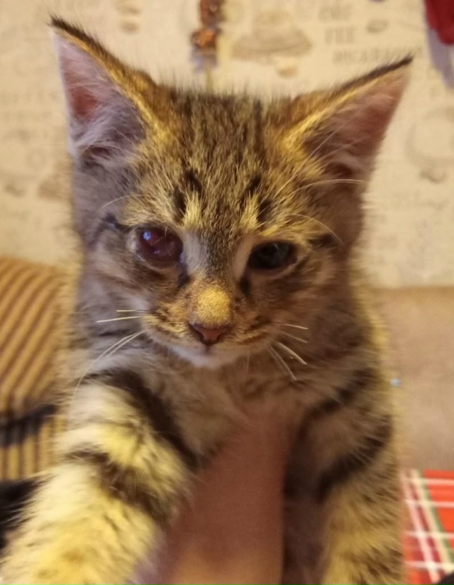 Обнаружили в гараже кошек.Их много.Взяли пока из больш?...