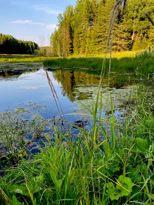 Любим своё ЛЕТО 🌳🦋🪲
с.Сепыч 🐞