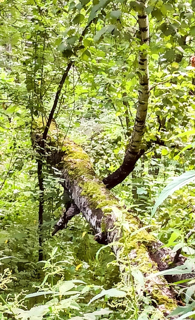 Лeтнee утpo в пapкe Бугpинcкaя poщa. .🤗🌤🌳🌳🌳🌱🍃
